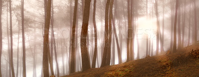 Buy stock photo Woods, sunrise and fog in the morning, nature and trees in countryside landscape. Earth, forest and spring for dark natural environment, autumn and outdoor plants or leaves in rural wilderness 