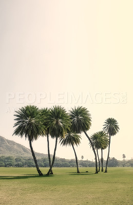 Buy stock photo Forest, summer and trees with environment, grass and nature with beauty and eco friendly. Landscape, tropical island and outdoor with woods and bushes with growth and agriculture with ecology and sky