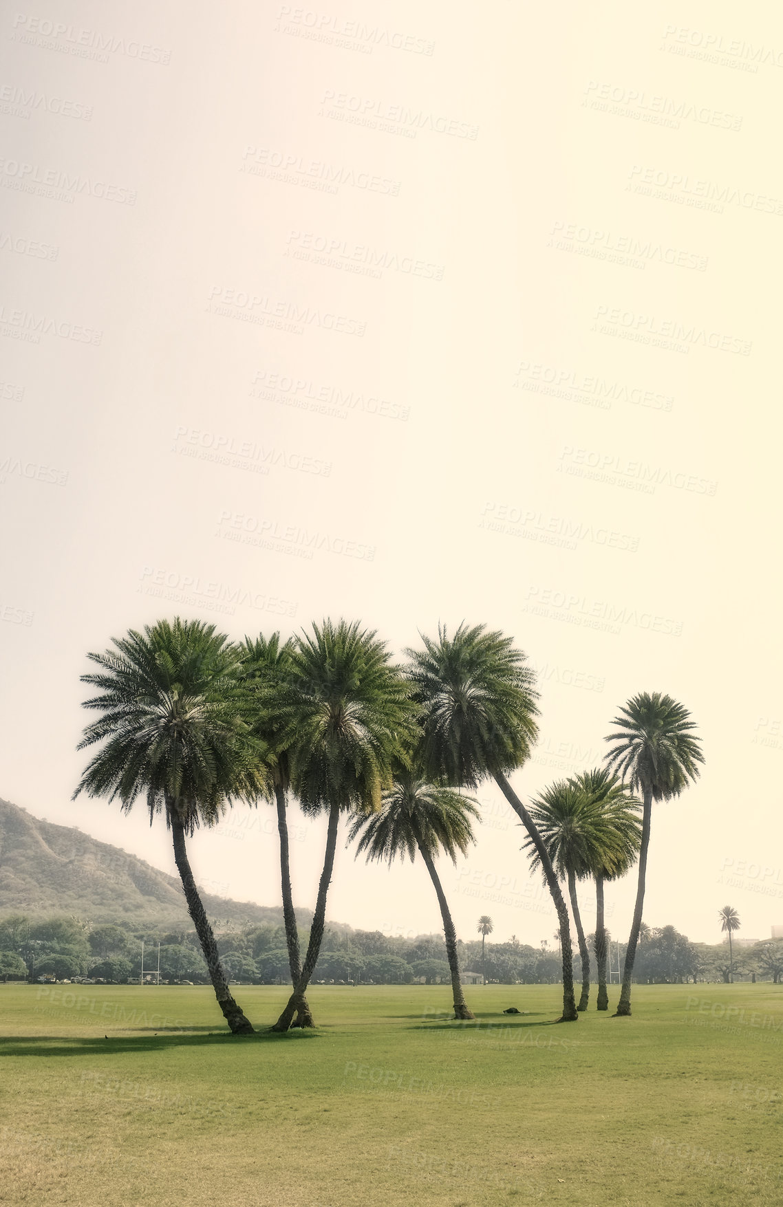 Buy stock photo Forest, summer and trees with environment, grass and nature with beauty and eco friendly. Landscape, tropical island and outdoor with woods and bushes with growth and agriculture with ecology and sky