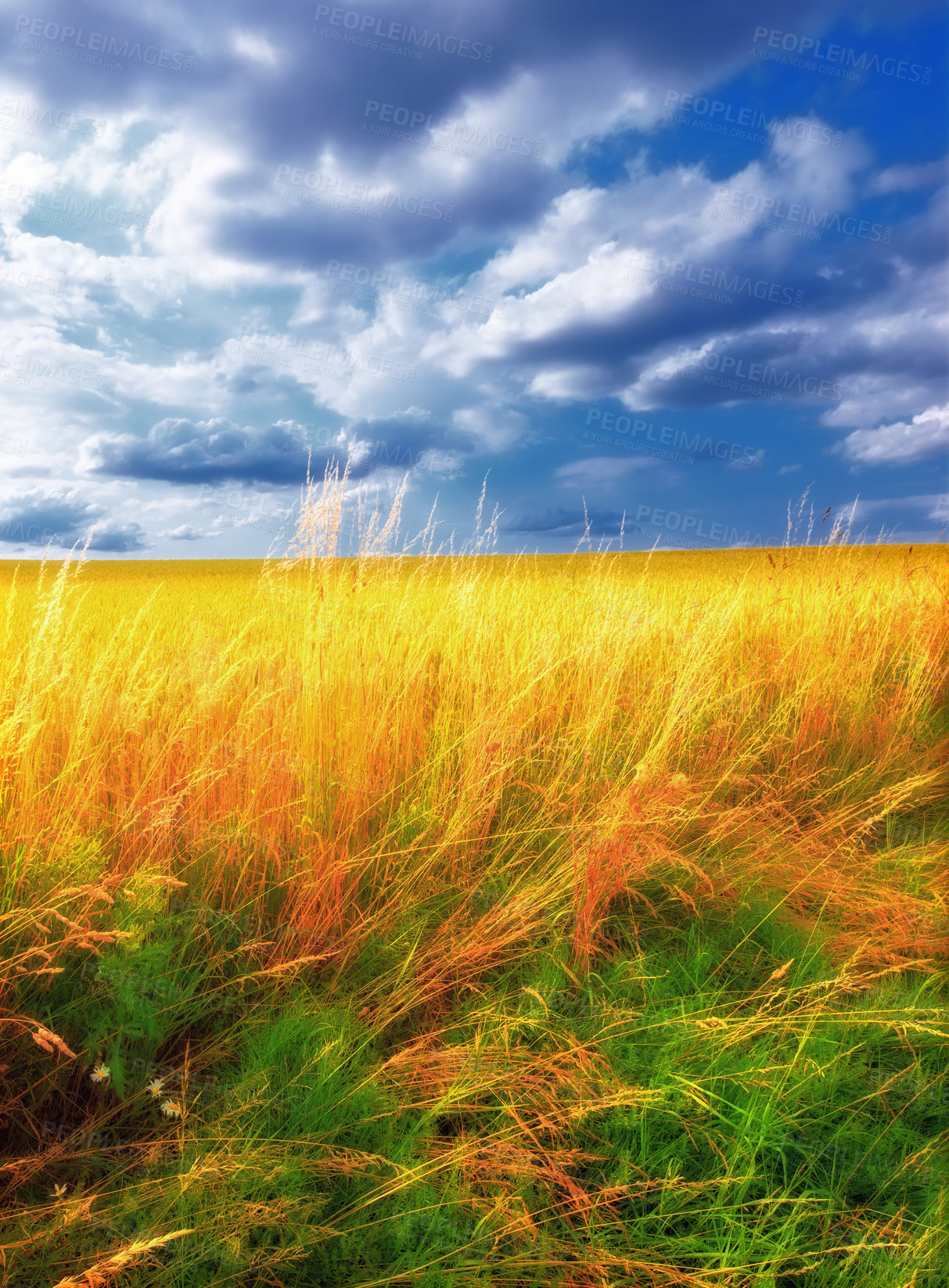 Buy stock photo Wheat, field and landscape with clouds in sky for wellness, nature and countryside for harvest. Grass, straw and golden grain for farming, environment and open crop for rural life or agriculture view