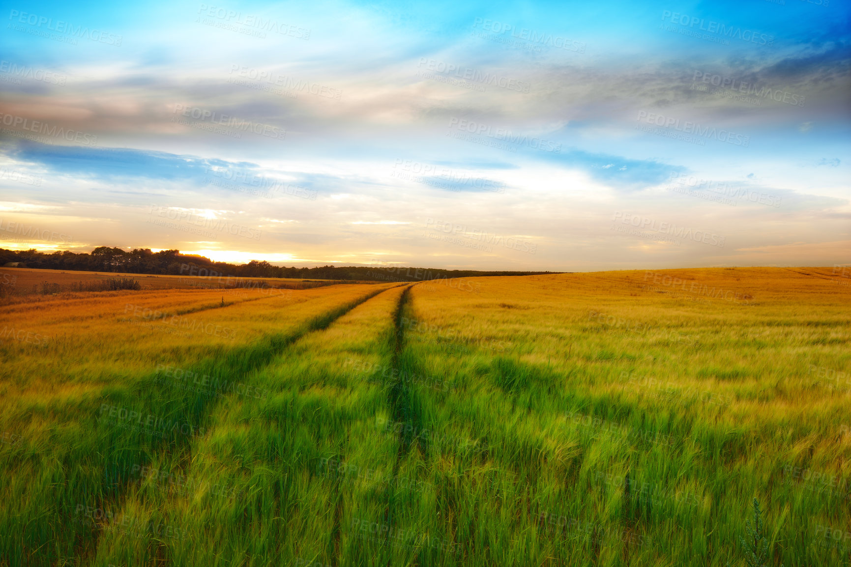 Buy stock photo Nature, clouds and grass landscape for environment, weather and season or farming with mockup space. Green meadow, field or land for agriculture by countryside with peace, zen and outdoor background