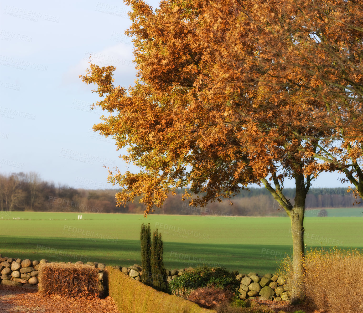 Buy stock photo Countryside, grass and trees with summer, environment and agriculture with growth or plants. Empty, blue sky or fresh air with grass or natural with sunshine or eco friendly with ecology or landscape