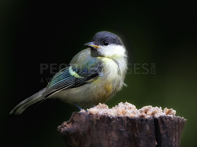 Buy stock photo Bird, branch and tree in nature or garden with feather in  tranquil environment for summer season to fly in field. Animal, colorful and alone in natural outdoor for flight, wildlife and ecology