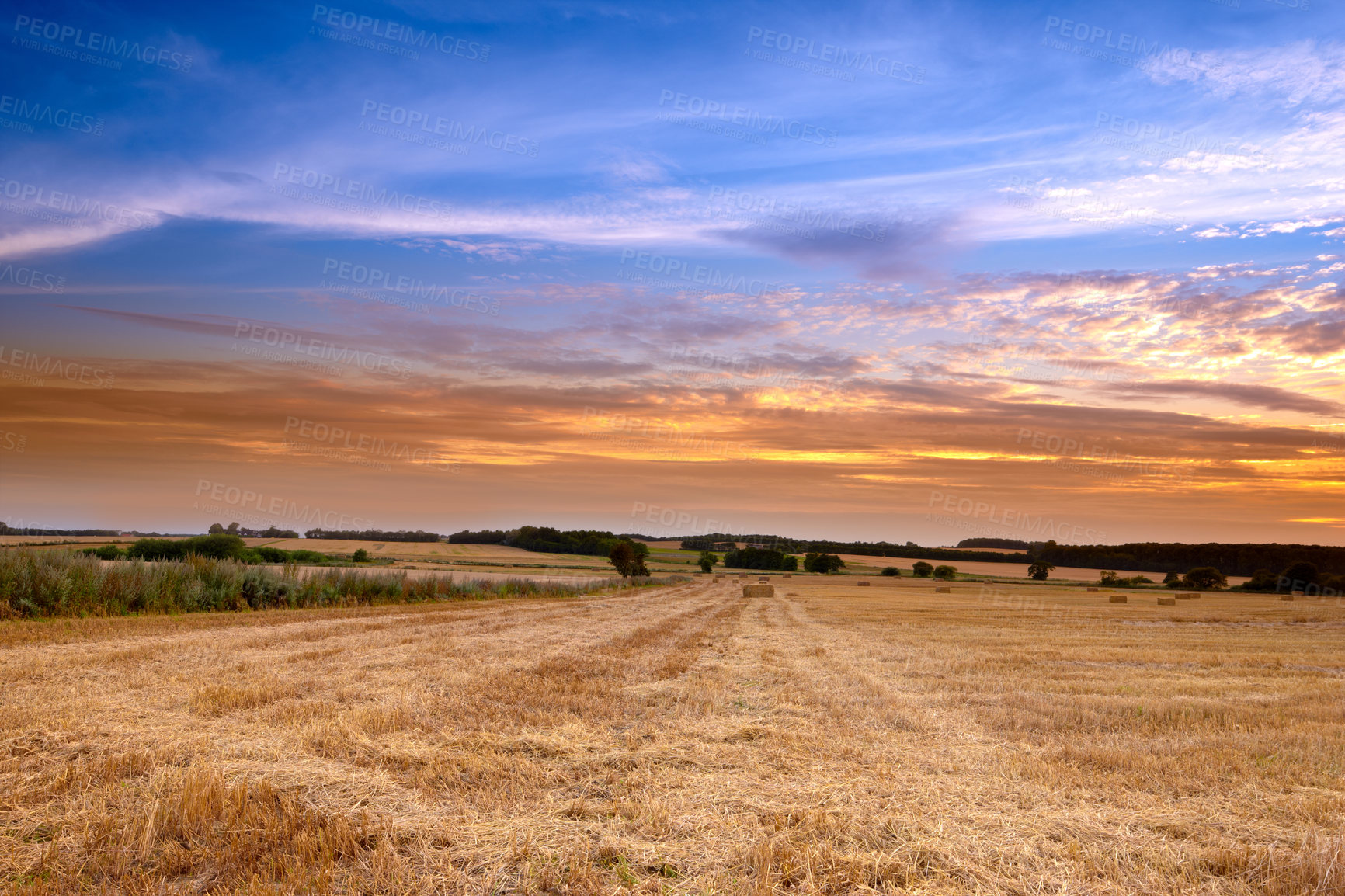 Buy stock photo Landscape, nature and wheat field for farming, agriculture and sustainability in countryside or environment with sunset. An empty land with clouds in sky and cereal, rice or hay production outdoor