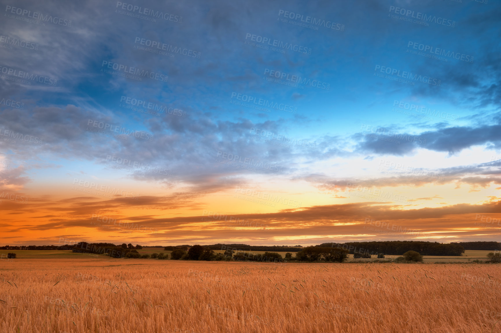 Buy stock photo Land, grass and wheat growth for farming, agriculture and sustainability in countryside or environment with sunset. Empty field with clouds in sky and plants for rice or cereal production in nature