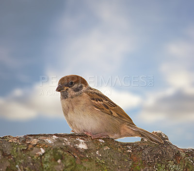 Buy stock photo Garden tree sparrow, bird and branch with nature, balance and feather for rest with ornithology. Eurasian, autumn and season with closeup, wildlife and ecosystem alone outdoor on sky in environment