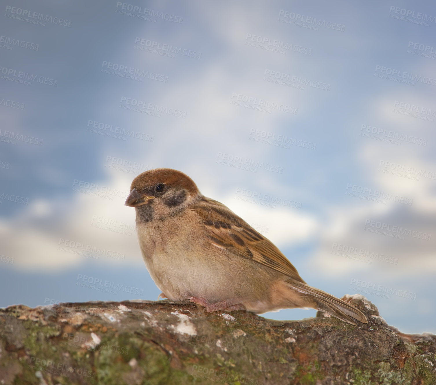 Buy stock photo Garden tree sparrow, bird and branch with nature, balance and feather for rest with ornithology. Eurasian, autumn and season with closeup, wildlife and ecosystem alone outdoor on sky in environment