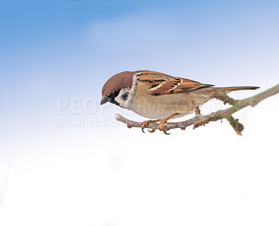 Buy stock photo Garden tree sparrow, branch and bird with sky, balance and feather for rest with ornithology. Eurasian, autumn and season with closeup, wildlife and ecosystem alone in outdoor nature environment