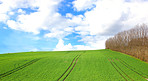 Green field and trees with blue sky and clouds  in early spring
