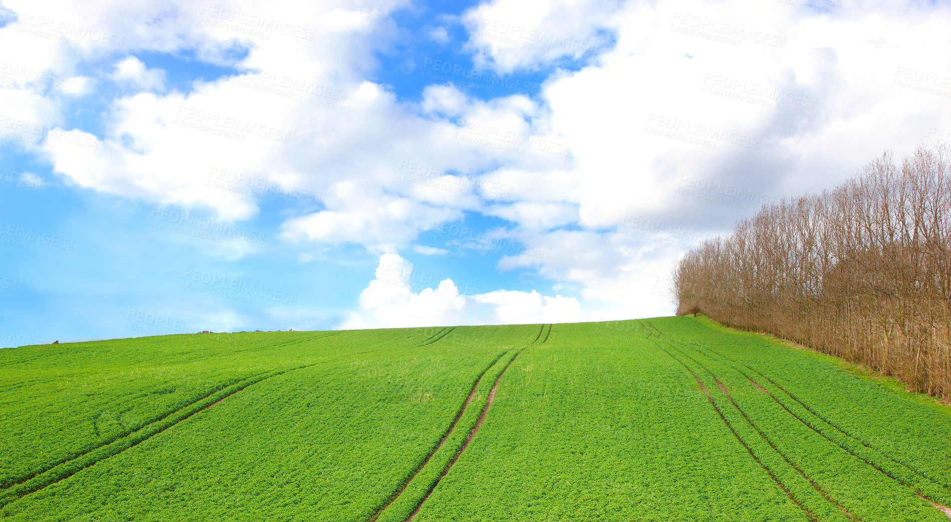 Buy stock photo Green field and trees with blue sky and clouds  in early spring