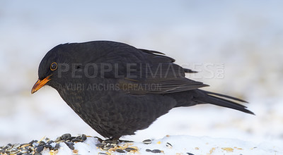 Buy stock photo Bird, snow and nature with feather in natural environment for wildlife, ecosystem and fly outdoor. Fluffy and fragile with wing and color in habitat and standing for survival in winter weather  