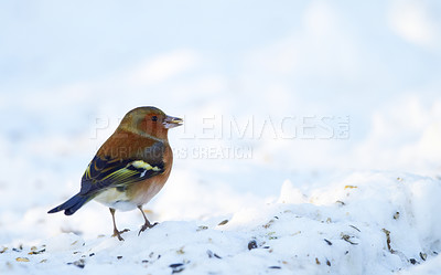 Buy stock photo Bird, snow and nature with feather in natural environment for wildlife, ecosystem and fly outdoor. Animal, chaffinch and bill  with wing and color in habitat and standing in winter with seed  
