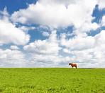 A photo of a beautiful  brown horse on a green field
