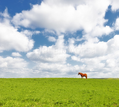 Buy stock photo Horse, grass field and countryside land in summer or travel environment fr explore Texas, vacation or agriculture. Animal, pet and clouds or relax grazing on wild ranch or outdoor, wellness or trip
