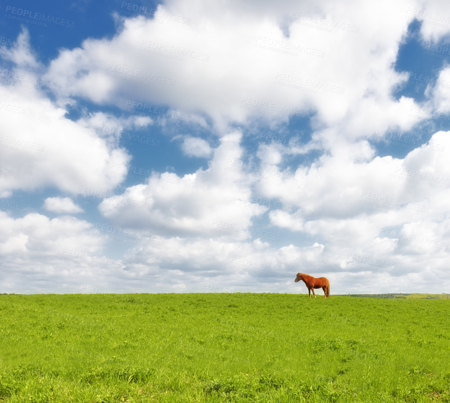 Buy stock photo Horse, grass field and countryside land in summer or travel environment fr explore Texas, vacation or agriculture. Animal, pet and clouds or relax grazing on wild ranch or outdoor, wellness or trip