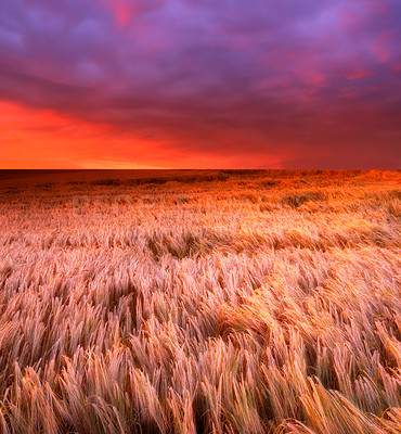 Buy stock photo Landscape, sunset and agriculture with wheat field, sky and environment for travel in countryside. Plant, grain and crops with red horizon for natural background, sun and nature for sustainability
