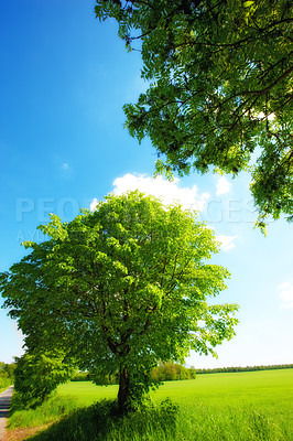 Buy stock photo A shot of forest trees