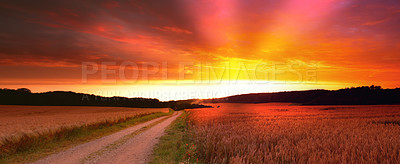 Buy stock photo Wheat field, sunset and landscape for agriculture environment on dirt road for harvesting, countryside or outdoor. Farmland, horizon and land ecology for small business growth, meadow or banner