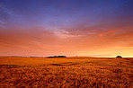 A landscape photo of Famland - harvest and sunset