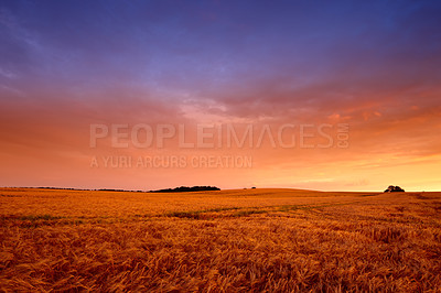 Buy stock photo Wheat field, sunset and landscape in nature environment for summer grain for harvesting, countryside or agriculture. Farmland, horizon and land ecology for small business growth, meadow or grassland