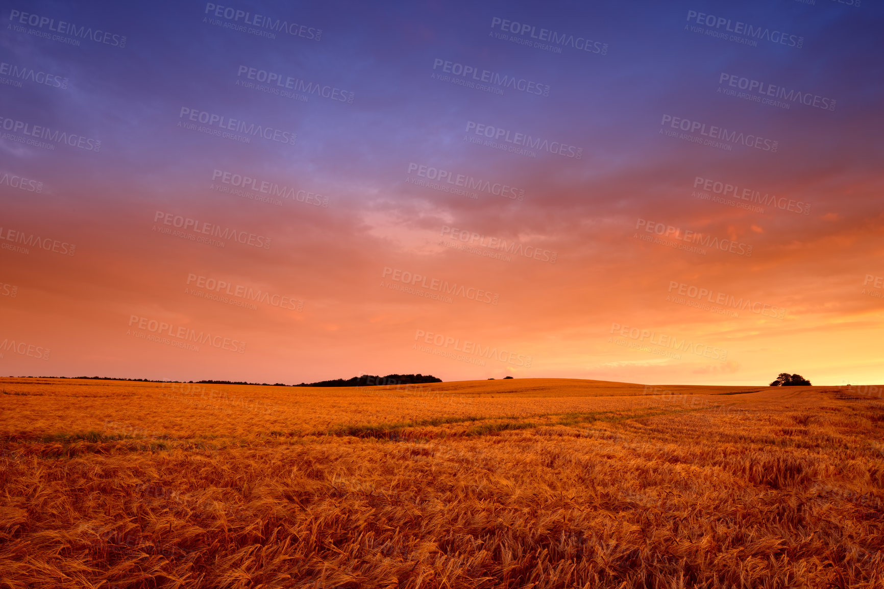 Buy stock photo Wheat field, sunset and landscape in nature environment for summer grain for harvesting, countryside or agriculture. Farmland, horizon and land ecology for small business growth, meadow or grassland