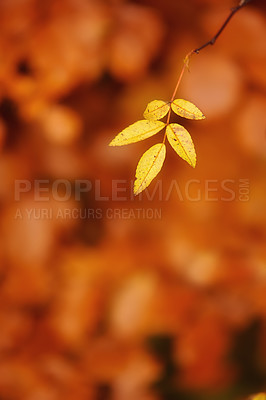 Buy stock photo Autumn, leaves and nature or sustainability in outdoors, ecology and foliage in countryside. Plant, red and fall season in botanical garden or environment, peace and calm for ecosystem and weather