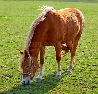 Buy stock photo Brown horse grazing on a field outside. Animal standing on green farm land on a sunny day. Pony eating on a lush spring landscape. Lovely scene of rural farmland. Hooves on the grass, wind in her mane