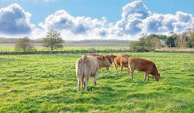 Buy stock photo A photo of cows in New Zealand
