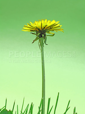 Buy stock photo Flower, dandelion and green grass in nature in the countryside, environment and garden in summer. Leaves, plant and stem outdoor for growth, ecology and floral bloom on a background mockup with lawn