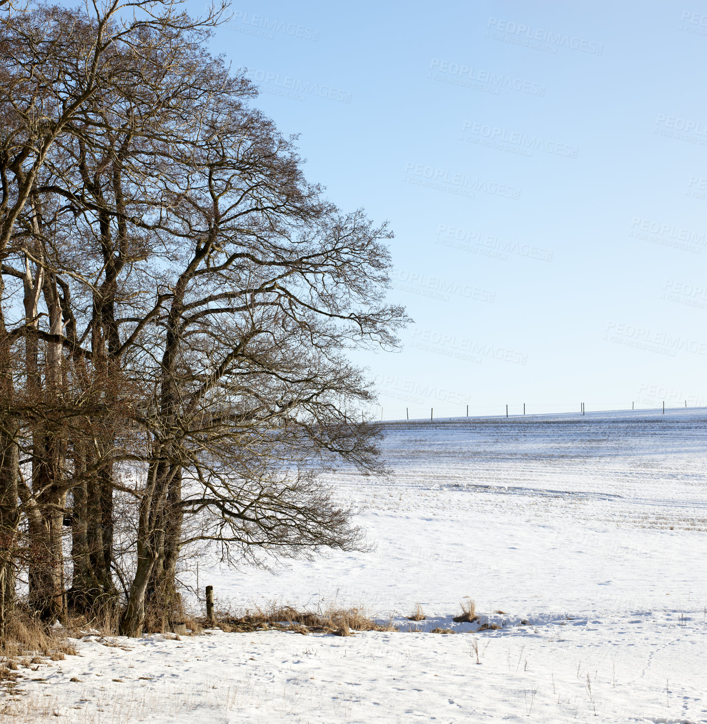 Buy stock photo Forest, snow and trees in winter with space on blue sky for environmental conservation or season. Earth, landscape of woods or nature and cold countryside location or natural habitat with icy ground