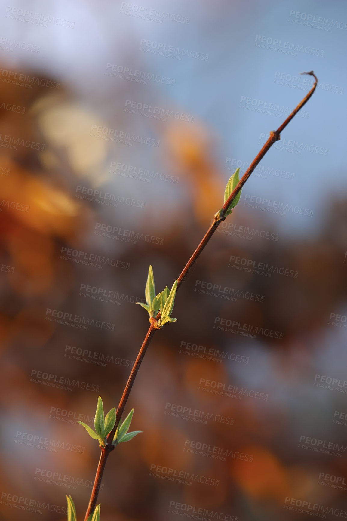 Buy stock photo Bud, twig and growth in outdoor nature, branch and ecology in countryside or sustainable environment. Plant, ecosystem and botanical garden and biology in forest or woods, leaves and foliage on tree