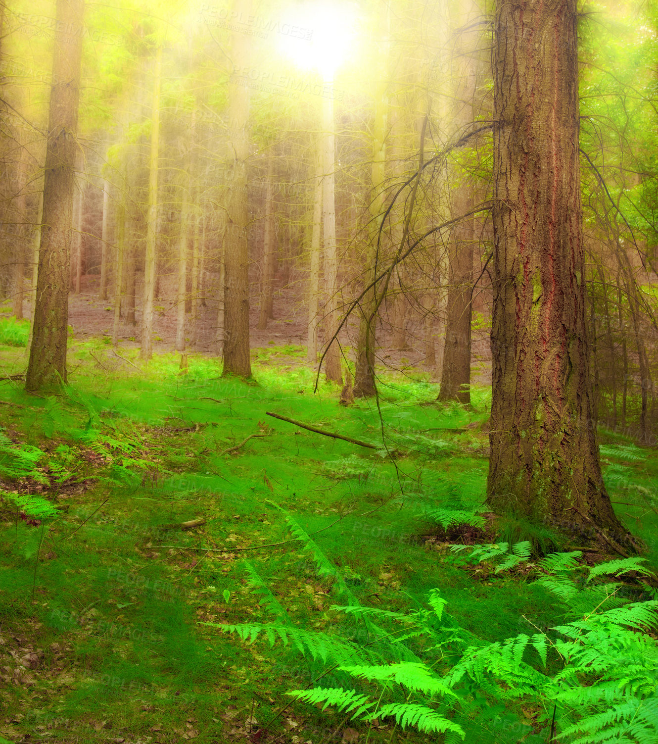 Buy stock photo Cropped shot of a huge forest