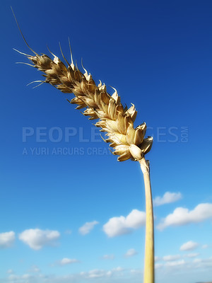Buy stock photo Wheat ear, nature and sky in harvest season, fibre and health vitamins for weight loss and diet. Natural, plant isolated for farming or bread and breakfast cereal, gluten and organic for agriculture 