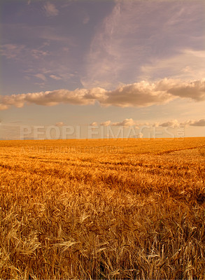 Buy stock photo Ripe wheat - ready for harvesting