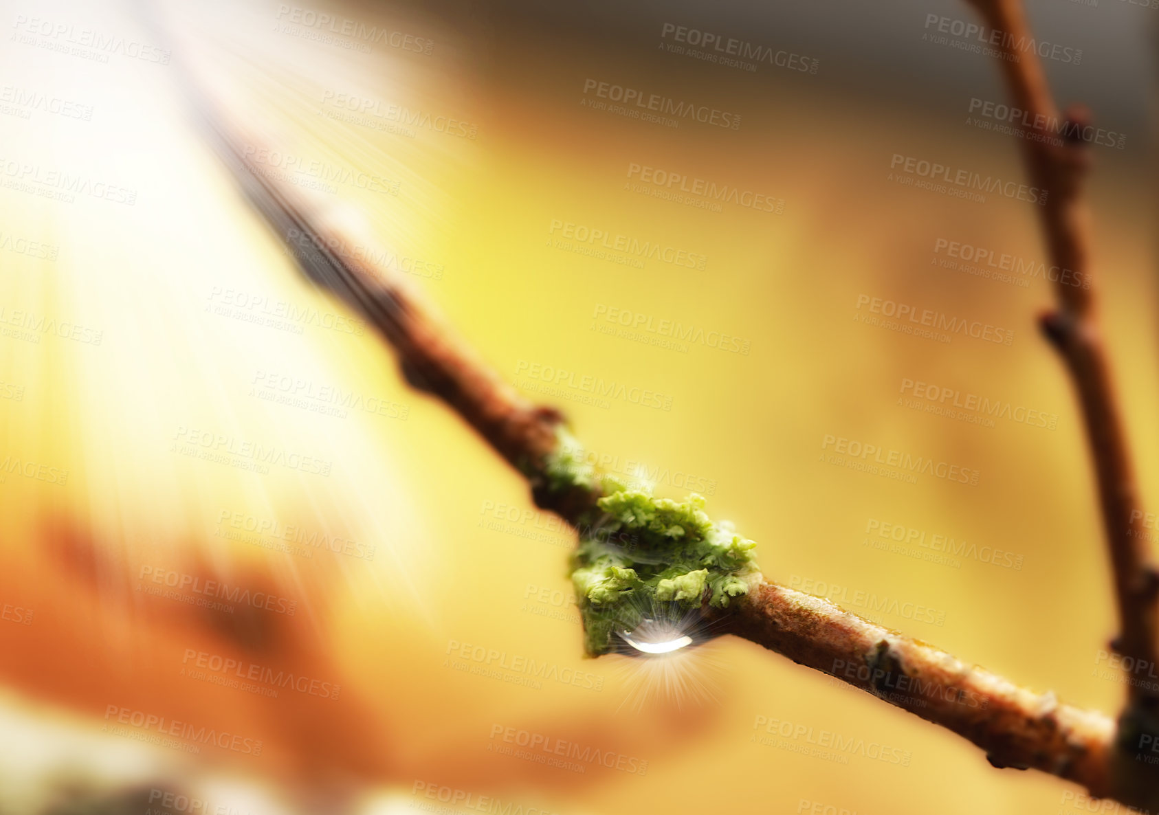 Buy stock photo A photo of a spring bud