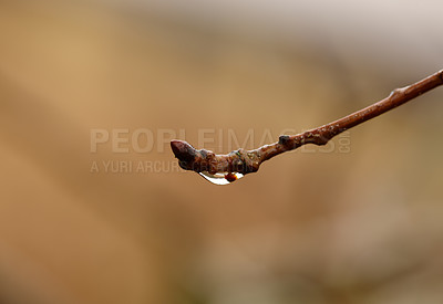 Buy stock photo Rain, plant and closeup of wet twig with water drop, morning dew and environment in garden, backyard and landscape. Bokeh, nature and tree branch in countryside, rainforest or woods in winter