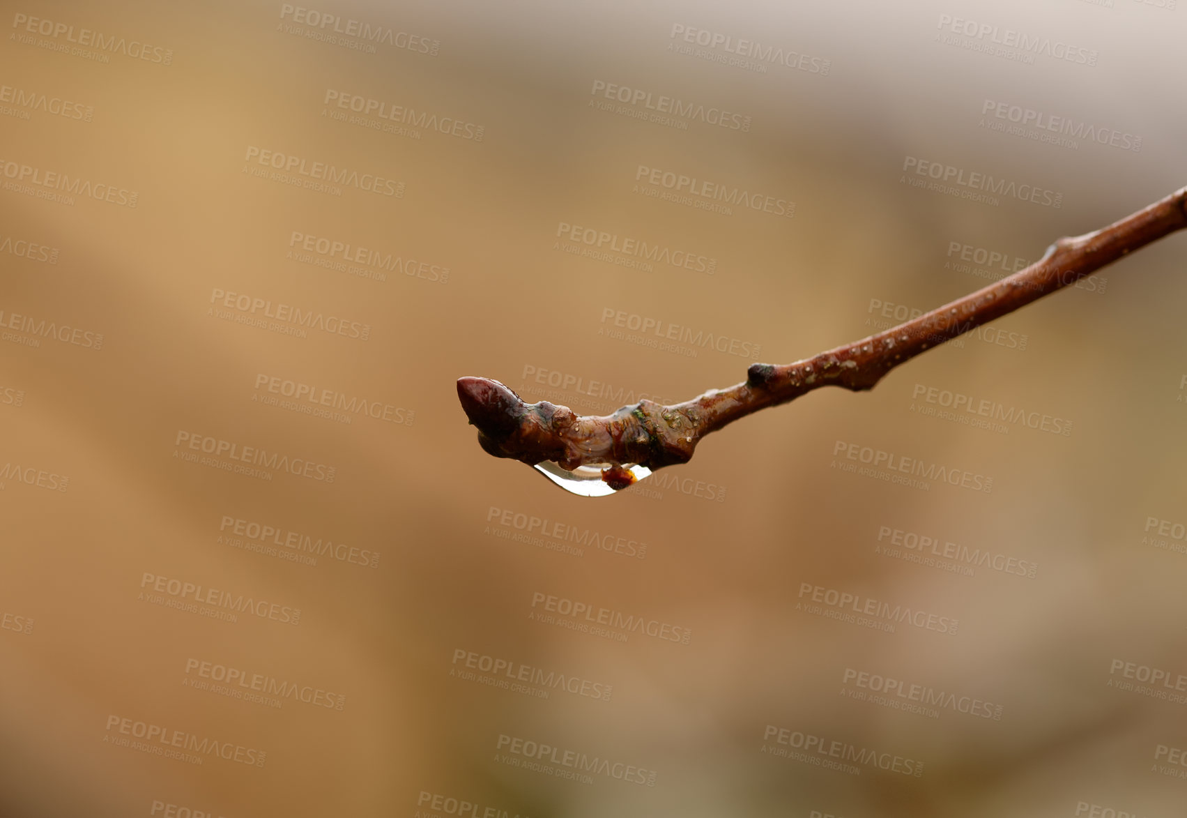 Buy stock photo Rain, plant and closeup of wet twig with water drop, morning dew and environment in garden, backyard and landscape. Bokeh, nature and tree branch in countryside, rainforest or woods in winter
