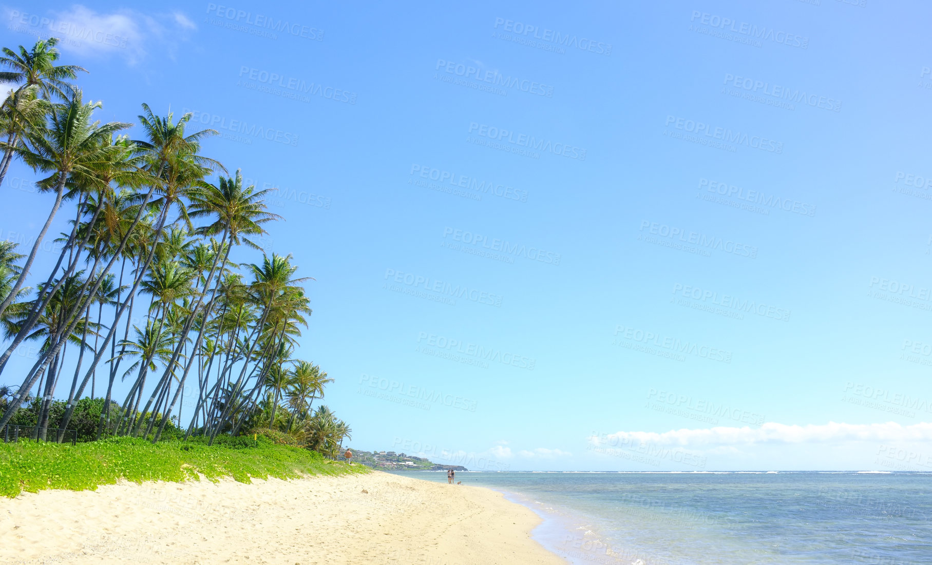 Buy stock photo Tropical ocean, trees and sky by landscape with mockup space, nature and beach with summer sunshine. Outdoor, Hawaii and natural sea environment with palm tree, sand and water by island with horizon