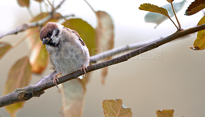 Buy stock photo Bird, branch and tree with leaf in nature or garden with feather in tranquil environment in summer season for flight in field. Animal, sparrow and alone in outdoor for fly, wildlife and ecology