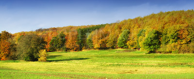 Buy stock photo Landscape, fields and forest with countryside for trees, agro farming and plant growth in nature. Background, environment and autumn with horizon, green lawn or natural pasture for grass in the woods