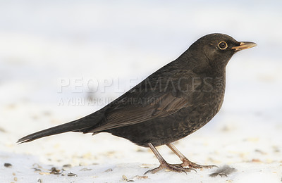 Buy stock photo Bird, snow and nature with winter, ice and wildlife for ornithology and birdwatching. Blackbird, closeup and animal. with feather, wings and frost in habitat outdoor for food and europe fauna