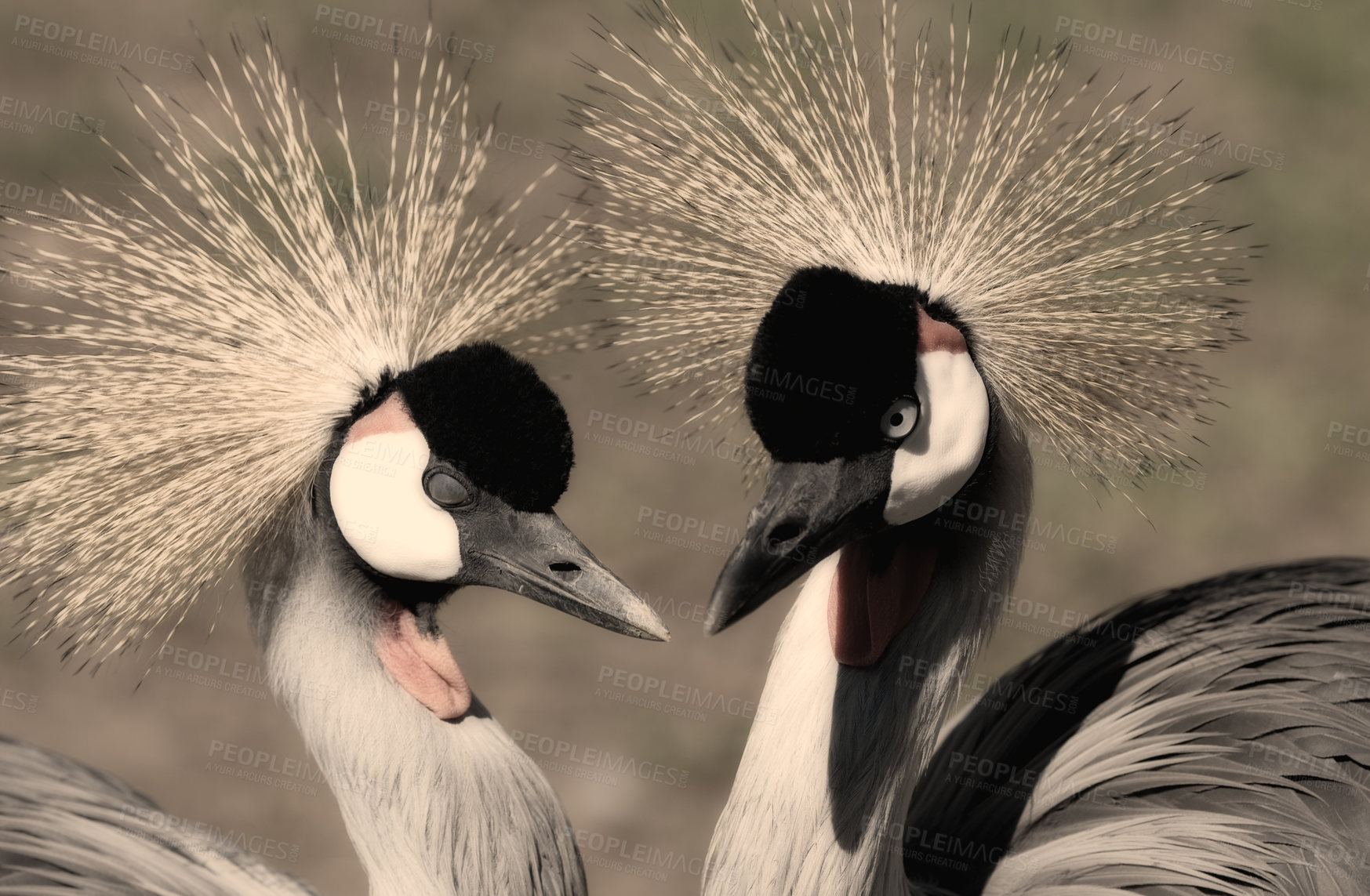 Buy stock photo Grey Crowned Crane, bird and avian wildlife in nature, feathers and close up of animal. Endangered, beautiful and symbol of hope or Uganda, native and live in wetlands or grasslands in Africa 