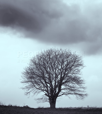 Buy stock photo Tree, branches and cloud nature in winter with no leaves for outdoor agriculture or foliage, countryside or ecology. Plants, grass and land in autumn on farmland in England or cold, season or climate