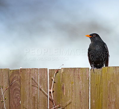 Buy stock photo Black bird, outdoors and outside on wooden fence, avian and wild animal in natural environment. Common species, dark and native to northern hemisphere, wilderness and birdwatching or birding