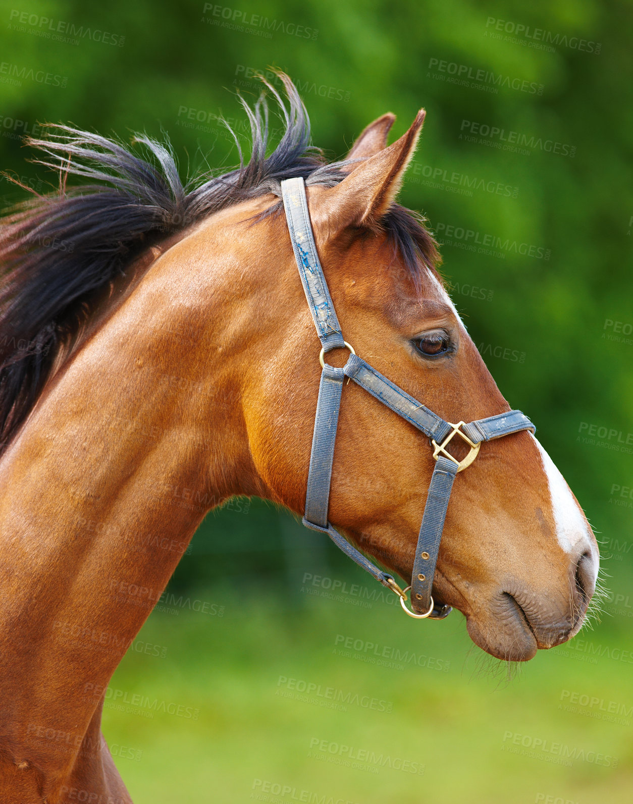 Buy stock photo A beautiful horse in the countryside