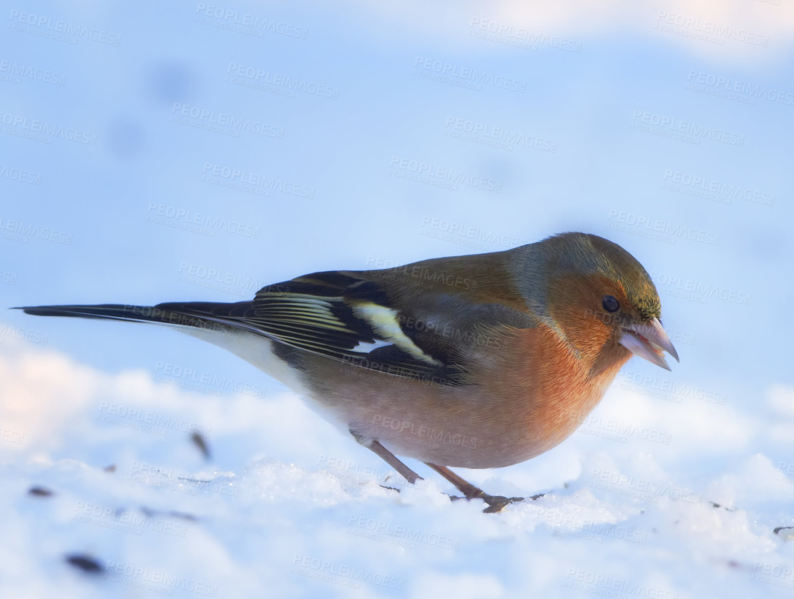 Buy stock photo Bird, snow and nature with winter, frost and wildlife for ornithology and birdwatching. Chaffinch, closeup and animal. with feather, wings and ice in habitat outdoor for food and europe fauna