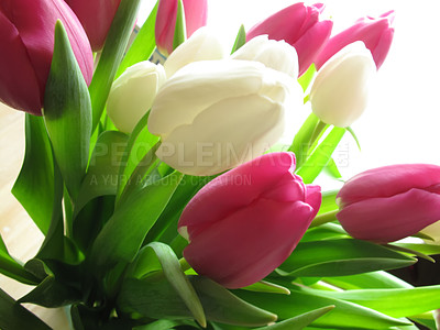 Buy stock photo Flower, leaf and bouquet for nature and environment with geography on earth. Growth, greenery with tulip and stem in spring for petal, plant and ecology for natural, blossom and bloom in summer  