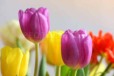 Buy stock photo A photo of colorful tulips under natural light condiitions