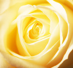 A close-up photo of a yellow rose