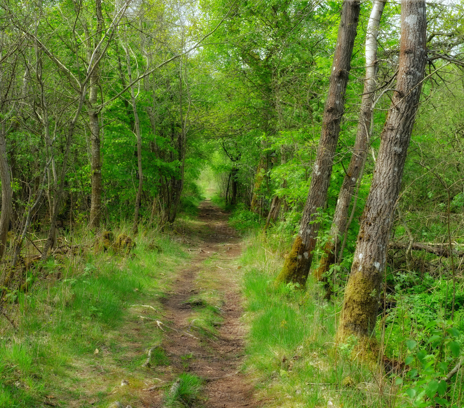 Buy stock photo Trail, landscape or path for travel in nature for journey, adventure or hiking with trees in Amsterdam. Pathway, grass road or wilderness location with plants, roadway or environment for holiday trip